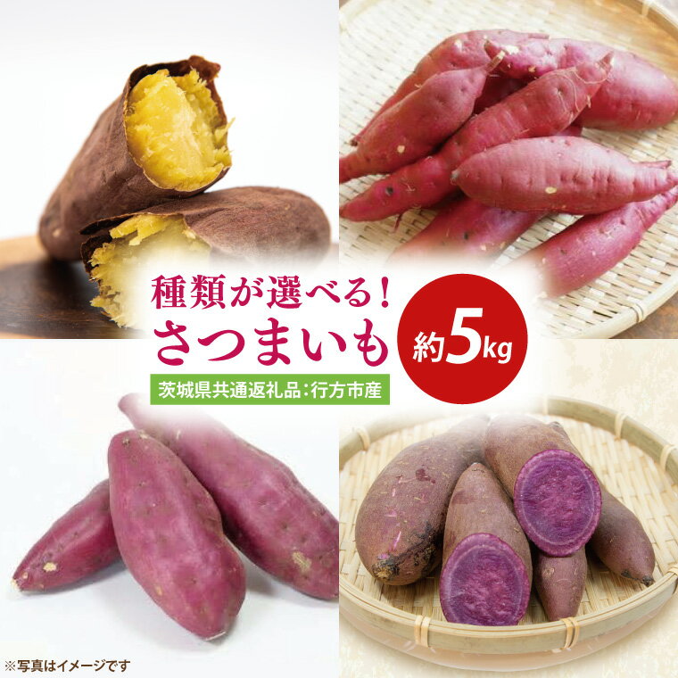 【先行予約】【種類が選べる】紅あずま・べにはるか・シルクスイート・紫芋 約5kg（茨城県共通返礼品：行方市産）※2025年12月上旬～2026年3月下旬頃に順次発送予定（CD084）