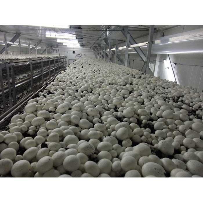 【ふるさと納税】よし！もっとマッシュルーム食べよう！セット　2026年4月中旬～下旬以降から順次発送 - 画像3