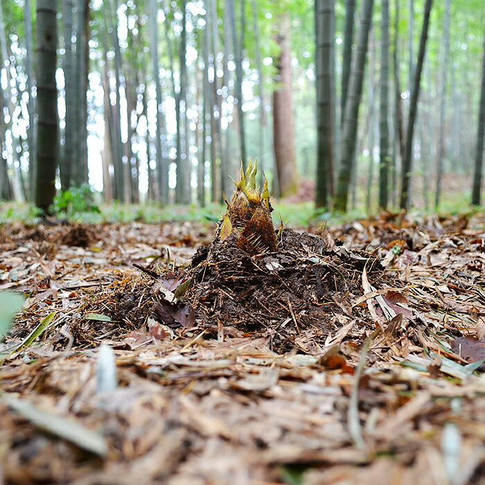【ふるさと納税】【先行予約】【2026年4月中旬～5月初旬にお届けの期間限定】茨城県阿見町産たけのこ4kg【タケノコ 筍 春 旬】（26-01） - 画像2