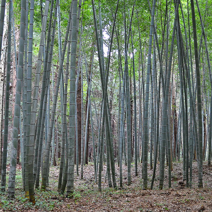 【ふるさと納税】【先行予約】【2026年4月中旬～5月初旬にお届けの期間限定】茨城県阿見町産たけのこ4kg【タケノコ 筍 春 旬】（26-01） - 画像3