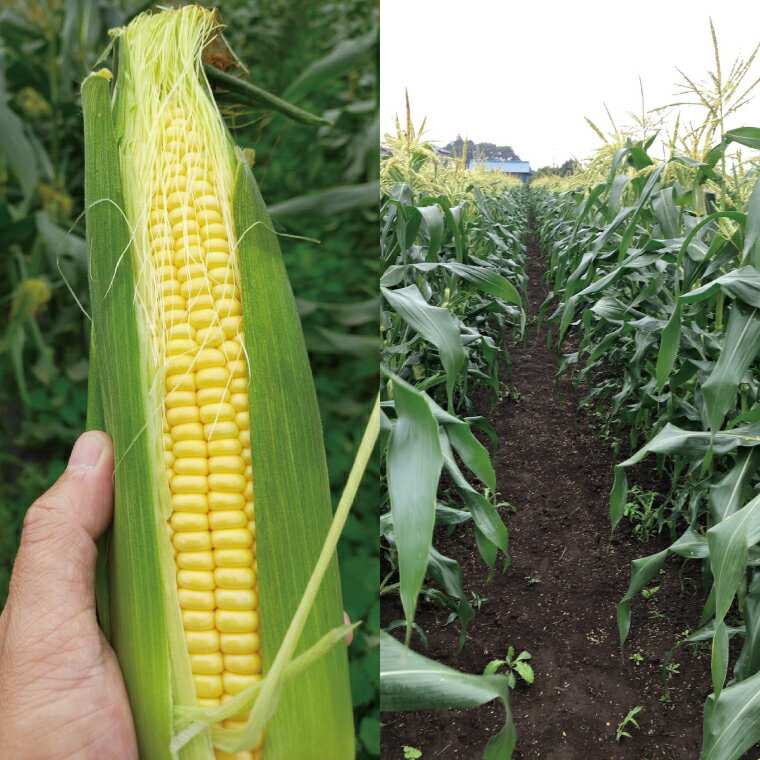 【ふるさと納税】【先行予約】阿見町産 今朝採れとうもろこし約5kg（ドルチェドリーム・9本～15本）【茨城県 阿見町 国産 甘い 朝採り 野菜 コーン バイカラー 送料無料】（04-22） - 画像2