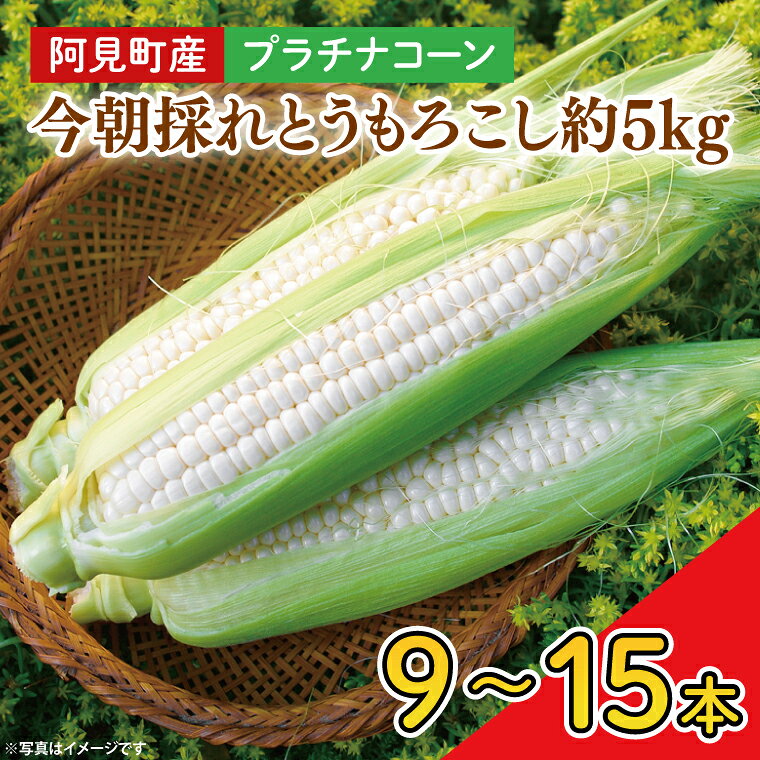 【先行予約】阿見町産 今朝採れとうもろこし約5kg（プラチナコーン・9本～15本）【茨城県 阿見町 国産 甘い 朝採り 野菜 スイートコーン ホワイト 白 送料無料】（04-23）