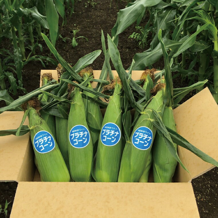 【ふるさと納税】【先行予約】阿見町産 今朝採れとうもろこし約5kg（プラチナコーン・9本～15本）【茨城県 阿見町 国産 甘い 朝採り 野菜 スイートコーン ホワイト 白 送料無料】（04-23） - 画像2