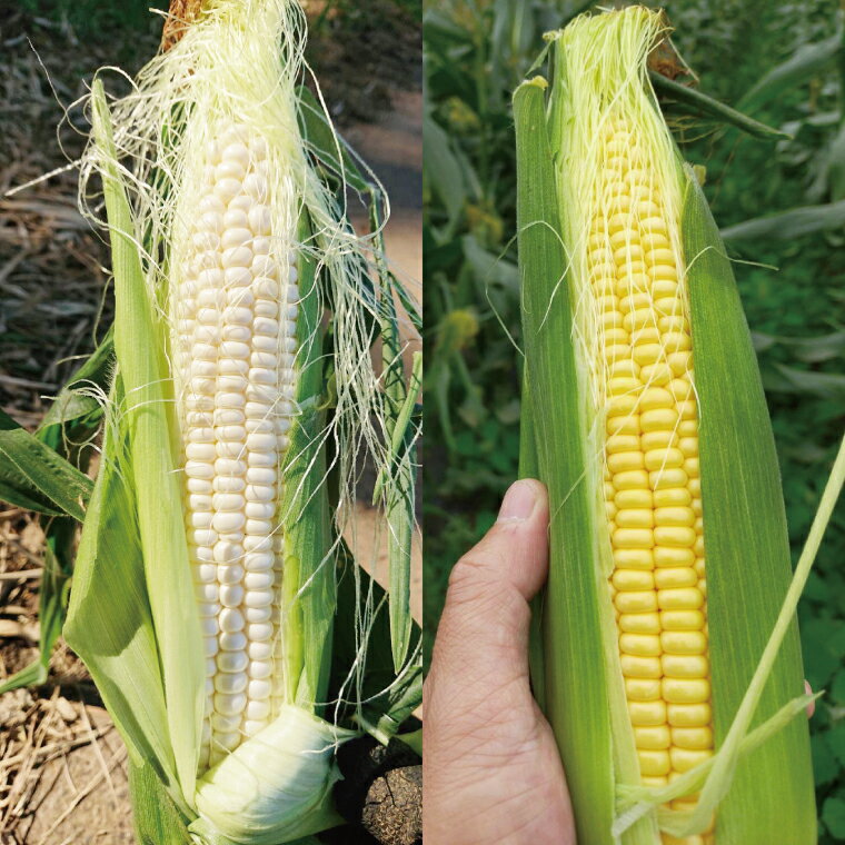 【ふるさと納税】【先行予約】阿見町産 今朝採れとうもろこし約5kg（バイカラー ホワイト詰合せ・9本～15本）【茨城県 阿見町 国産 甘い 朝採り 野菜 ドルチェドリーム プラチナコーン 食べ比べ 送料無料】（04-24） - 画像3