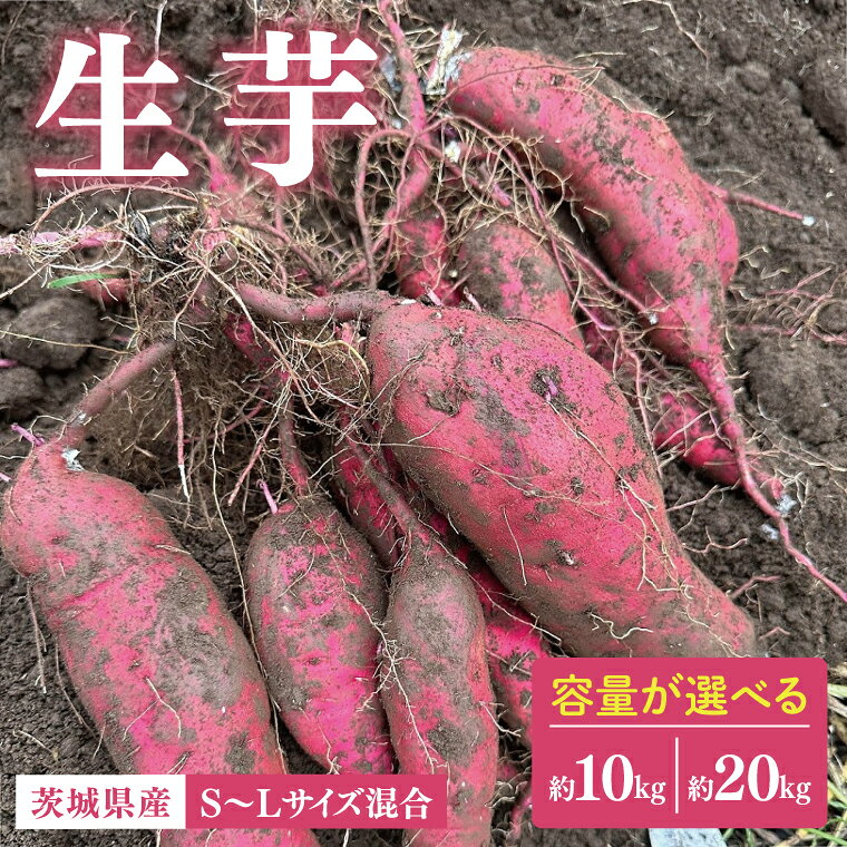 【選べる内容量】【先行予約12月下旬から発送】生芋10kg～20kg S～Lサイズ混合｜サツマイモ さつま芋 さつまいも 芋 いも 野菜 紅はるか 茨城県 阿見町 阿見 (56-06)