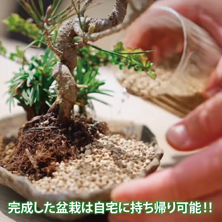 【ふるさと納税】商品券【盆栽体験ワークショップ参加及び樹木、鉢等の関連商品購入に利用】【盆栽 ワークショップ 阿見町 茨城県】（64-01） サムネイル3