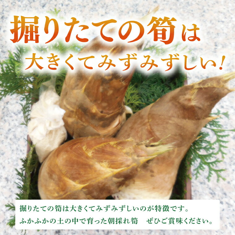 【ふるさと納税】【先行予約】【2026年4月より発送開始】茨城県阿見町産 たけのこ4kg｜朝採れ 旬 春限定 数量限定 国産 タケノコ 筍 産地直送（25-01） - 画像2