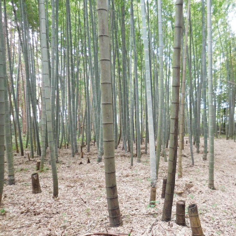 【ふるさと納税】【先行予約】【2026年4月より発送開始】茨城県阿見町産 たけのこ4kg｜朝採れ 旬 春限定 数量限定 国産 タケノコ 筍 産地直送（25-01） - 画像3