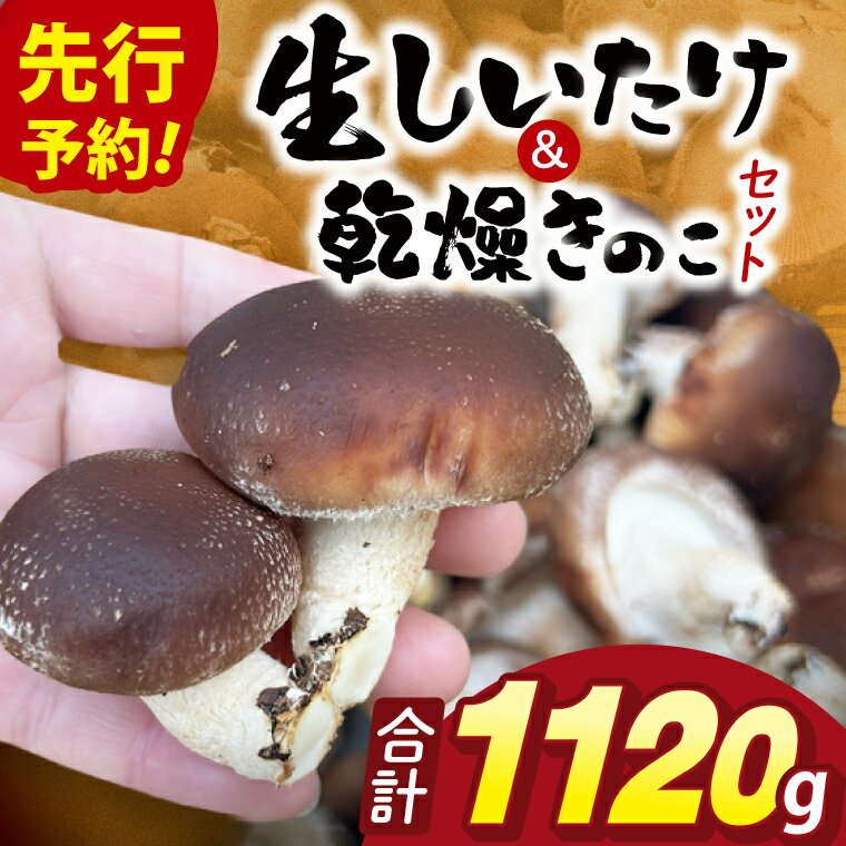 【先行予約】【10月発送】生しいたけ1kgと乾燥キノコセット｜椎茸 きくらげ キクラゲ しいたけパウダー（99-01）