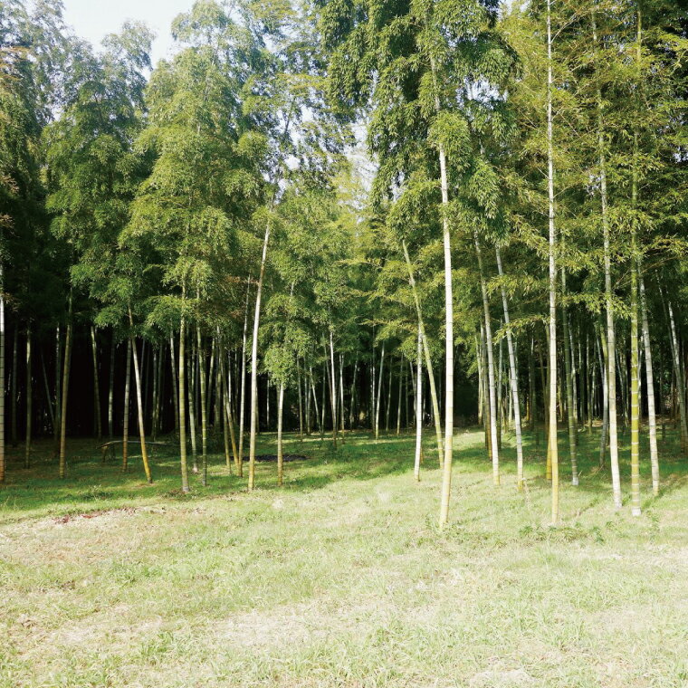 【ふるさと納税】【先行予約】【2026年4月初旬より発送開始】茨城県阿見町産 たけのこ6kg｜朝採れ 旬 春限定 数量限定 国産 タケノコ 筍 孟宗竹 無農薬 常温発送 産地直送（23-01） - 画像3