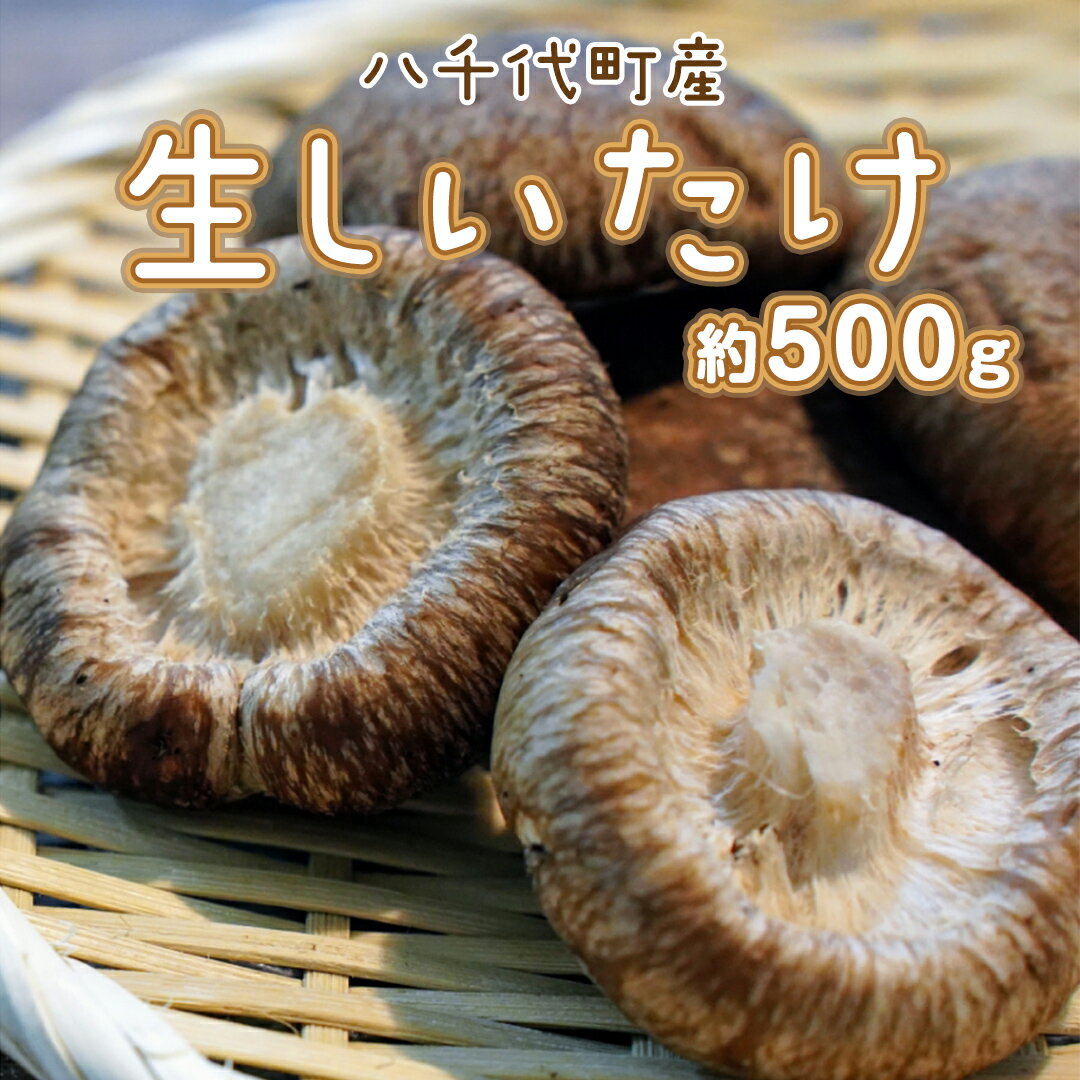 八千代町産 生 しいたけ 約500g 椎茸 生椎茸 シイタケ きのこ キノコ ふるさと納税 6000円 茨城県 八千代町