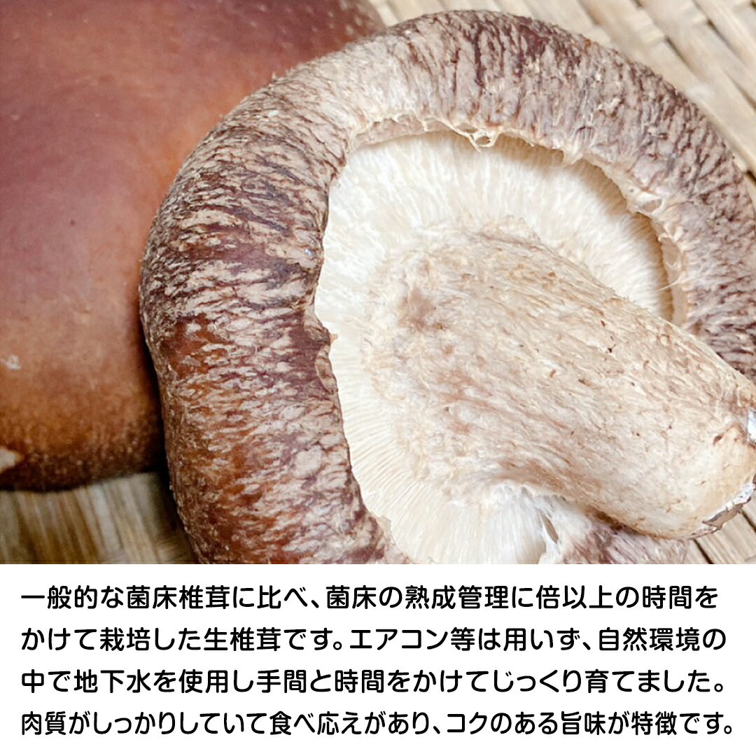 【ふるさと納税】 八千代町産 生 しいたけ 約500g 椎茸 生椎茸 シイタケ きのこ キノコ ふるさと納税 6000円 茨城県 八千代町 - 画像3