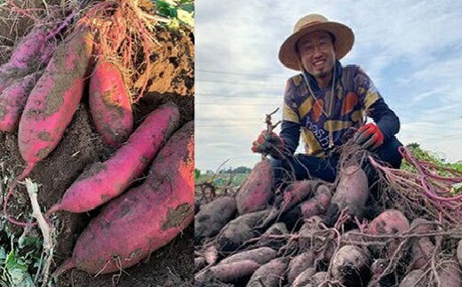 【ふるさと納税】干し芋専門店「ほしいもの百貨」べにはるか産直切り落とし（200g×6袋）│ 芋 干し芋 ほしいも 干しいも 平干し サツマイモ さつまいも 紅はるか スイーツ 茨城県産 国産 グルメ お取り寄せ 送料無料 - 画像2