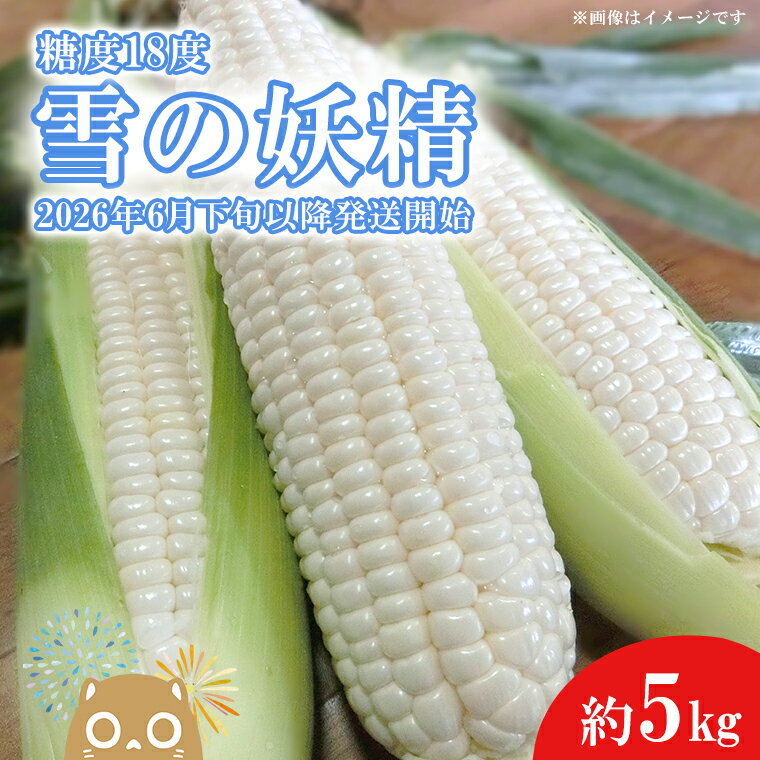 【先行予約】【2026年6月下旬以降発送開始！】糖度18度前後 白い とうもろこし 「雪の妖精」 約 5kg 入り ｜茨城 野菜 トウモロコシ 1000セット 限定