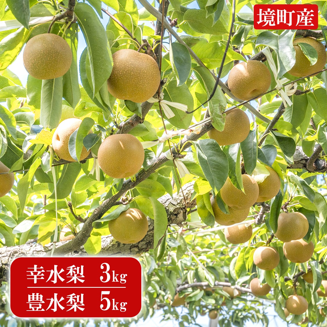 先行予約開始！！ 毎年即完売！ ※2026年産 先行予約 境町 幸水 梨 3kg 豊水 5kg（数量限定）梨 なし ナシ 茨城県産 令和8年産