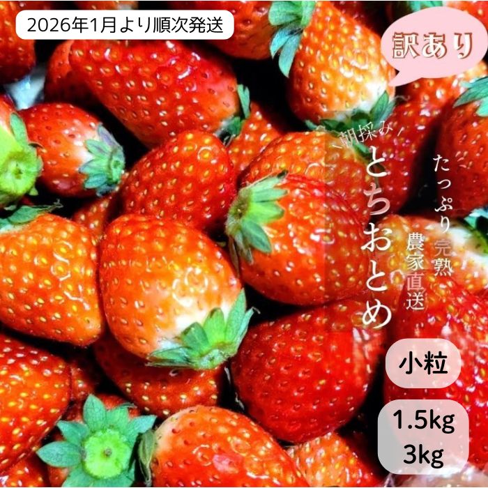 いちご専門農家直送！朝摘み収穫したて小粒完熟とちおとめ 1.5kg ・ 3kg ／ いちご 苺 イチゴ とちおとめ 完熟 果物 フルーツ 予約 先行予約 茨城 茨城県 利根町