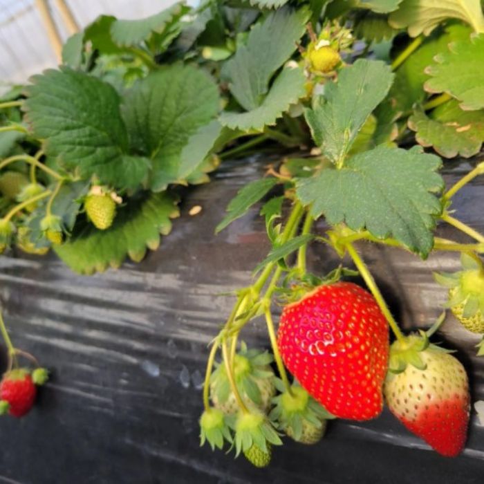 【ふるさと納税】いちご専門農家直送！朝摘み収穫したて小粒完熟とちおとめ 1.5kg ・ 3kg ／ いちご 苺 イチゴ とちおとめ 完熟 果物 フルーツ 予約 先行予約 茨城 茨城県 利根町 サムネイル2
