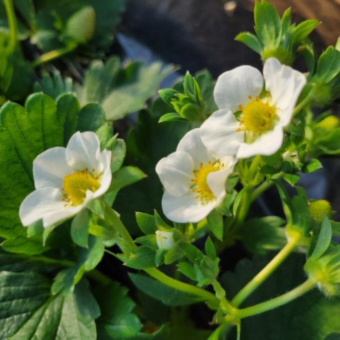 【ふるさと納税】いちご専門農家直送！朝摘み収穫したて小粒完熟とちおとめ 1.5kg ・ 3kg ／ いちご 苺 イチゴ とちおとめ 完熟 果物 フルーツ 予約 先行予約 茨城 茨城県 利根町 サムネイル3