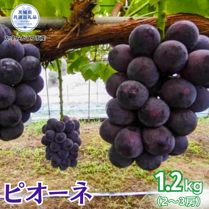 【2026年先行予約】ピオーネ 1.2kg（2 ～ 3房）（茨城県共通返礼品・かすみがうら市産）／ ぶどう 葡萄 ブドウ ピオーネ 先行予約 予約 1.2kg 朝どり 産地直送 茨城県