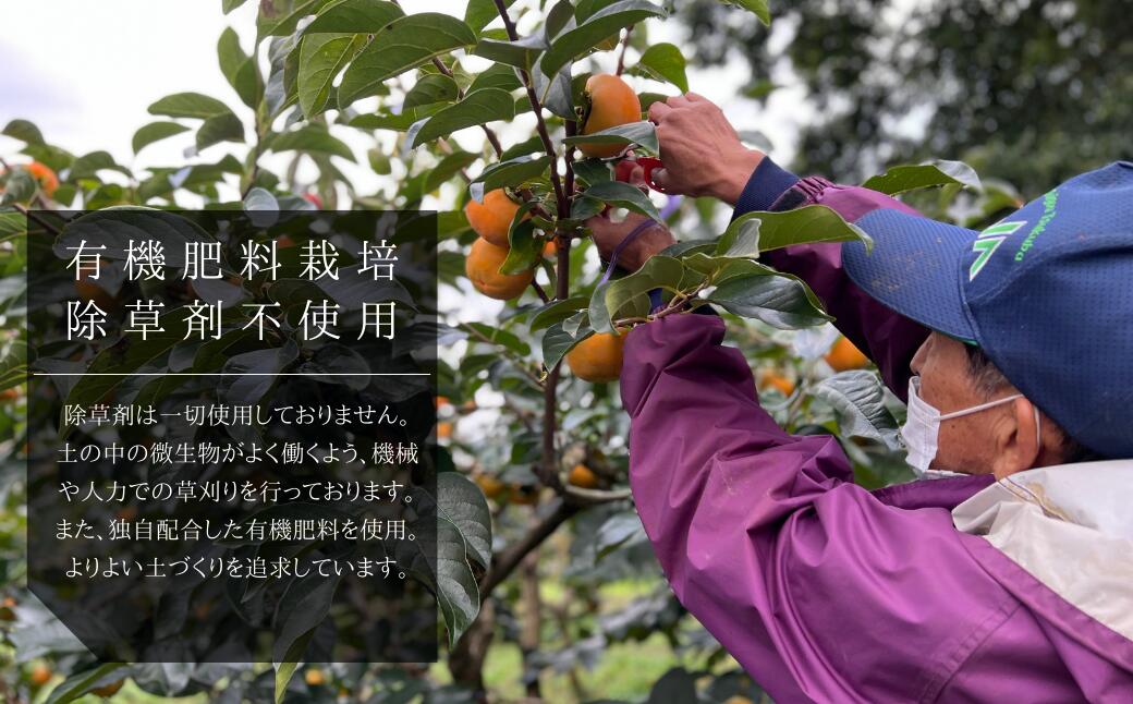 【ふるさと納税】【2025年先行予約】 ＼大玉秀品／有機肥料を中心に栽培された高級品種柿「富有柿」3kg（10～12玉）朝どり産地直送（茨城県共通返礼品・かすみがうら市産） サムネイル2