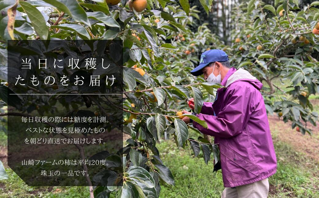 【ふるさと納税】【2025年先行予約】 ＼大玉秀品／有機肥料を中心に栽培された高級品種柿「富有柿」3kg（10～12玉）朝どり産地直送（茨城県共通返礼品・かすみがうら市産） サムネイル3