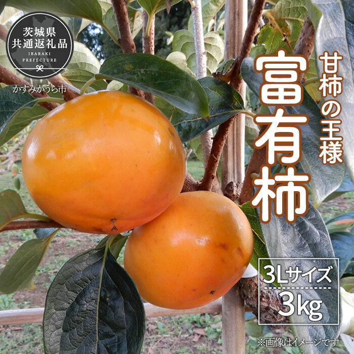 【2025年先行予約】 ＼大玉秀品／有機肥料を中心に栽培された高級品種柿「富有柿」3kg（10～12玉）朝どり産地直送（茨城県共通返礼品・かすみがうら市産）