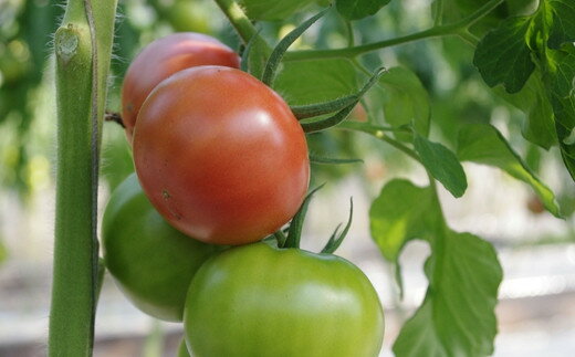 【ふるさと納税】 キストマト 12個～25個入 1箱 or 2箱 （茨城県共通返礼品／行方市産） ／ キストマト トマト フルーツトマト 野菜 - 画像3