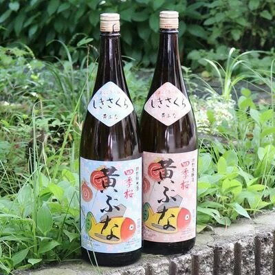 四季桜 「純米黄ぶな」 「本醸造黄ぶな」無病息災セット 【 日本酒 飲み比べセット お酒 栃木県 宇都宮市 】