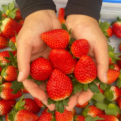 【ふるさと納税】栃木のとちおとめ ジャムセット 2本【 ジャム 無添加 ギフト いちごジャム 国産 栃木県 宇都宮市 】 サムネイル2