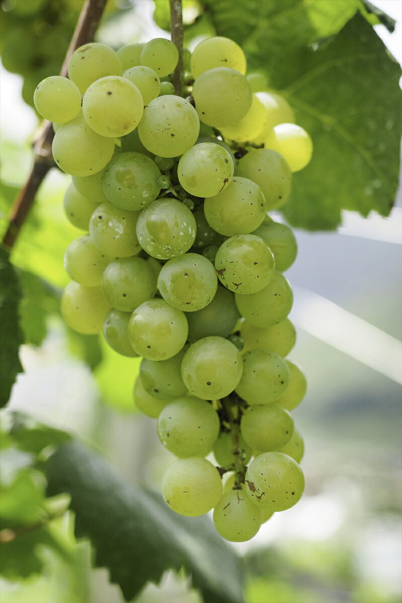 【ふるさと納税】ココワイン/ワイン6本セット【 ワイン お酒 栃木県 足利市 】 F7Z-022 サムネイル2