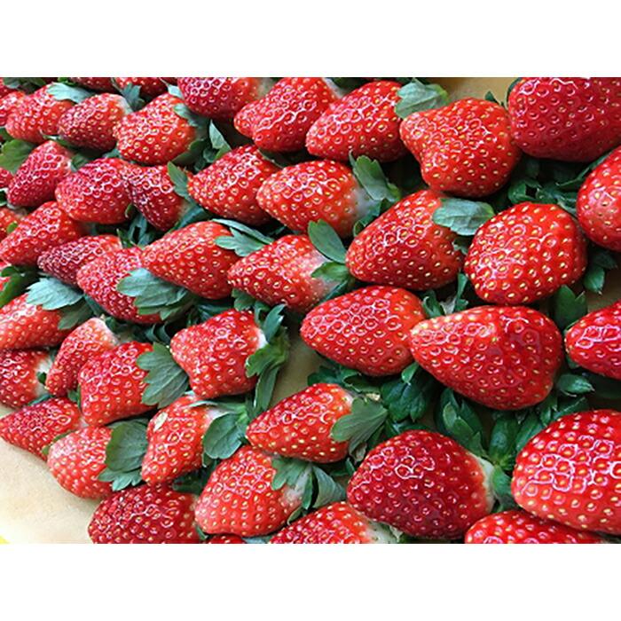 【2025年12月下旬～発送】「甘みと酸味の競演 谷中農園のとちおとめ」いちご【約270g×4パック】| 果物 フルーツ いちご 栃木 ブランド 栃木県【フルーツ 果物 くだもの 食品 人気 おすすめ 】 | 苺 とちおとめ フルーツ 期間限定 数量限定 栃木県 栃木市