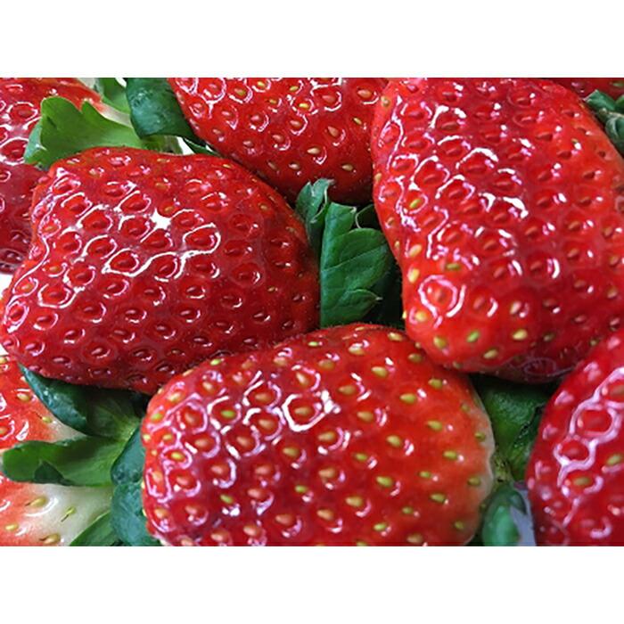 【ふるさと納税】【2025年12月下旬～発送】「甘みと酸味の競演 谷中農園のとちおとめ」いちご【約270g×4パック】| 果物 フルーツ いちご 栃木 ブランド 栃木県【フルーツ 果物 くだもの 食品 人気 おすすめ 】 | 苺 とちおとめ フルーツ 期間限定 数量限定 栃木県 栃木市 サムネイル2