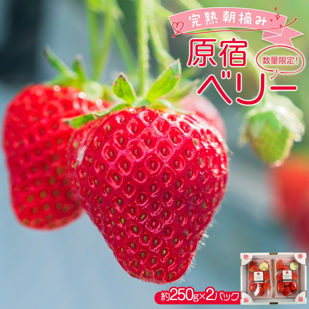 【先行予約受付】≪2026年2月発送≫【数量限定！】「完熟 朝摘み」原宿ベリー 約250g×2パック | いちご イチゴ 栃木【フルーツ 果物 くだもの 食品 人気 おすすめ 】