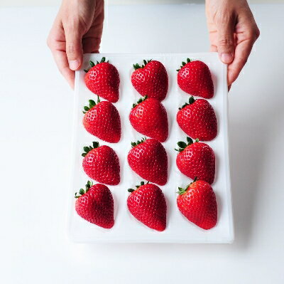 【ふるさと納税】超厳選 大粒『とちあいか』(450g×2パック)_ いちご イチゴ 苺 フルーツ 果物 とちあいか 栃木県 大粒 甘い 美味しい 人気 ギフト 贈答 送料無料 【1239315】 サムネイル2