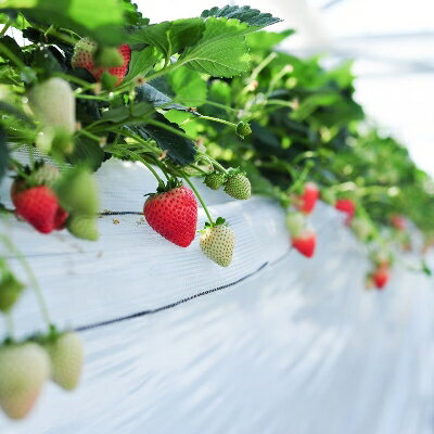 【ふるさと納税】超厳選 大粒『とちあいか』(450g×2パック)_ いちご イチゴ 苺 フルーツ 果物 とちあいか 栃木県 大粒 甘い 美味しい 人気 ギフト 贈答 送料無料 【1239315】 サムネイル3