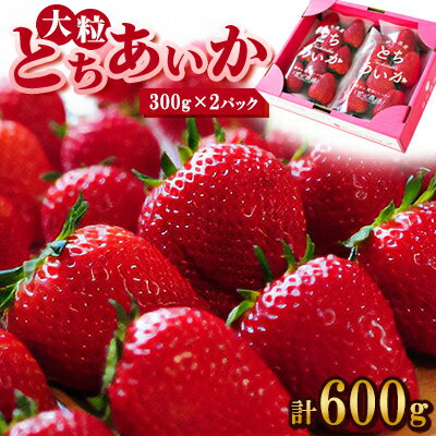 【春イチゴ】 大粒『とちあいか』(300g×2パック)【配送不可地域：離島・沖縄県】【1284042】