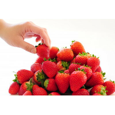 【ふるさと納税】いちご生産量日本一栃木産　春イチゴ『とちおとめ』『とちあいか』 (260g×4パック)食べ比べセット_ いちご 苺 とちおとめ とちあいか セット 食べ比べ 人気 おすすめ 送料無料 贈答 ギフト 栃木 佐野 冷蔵 春いちご 【配送不可地域：離島】【1489767】 サムネイル3