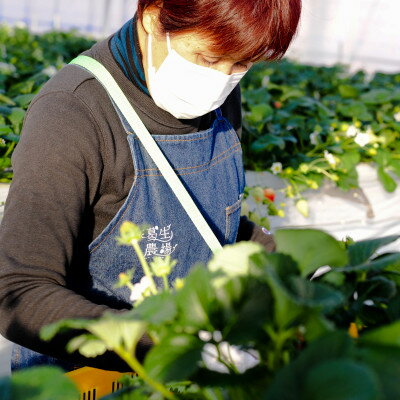 【ふるさと納税】【春イチゴ】「2品種以上組み合わせ!」食べ比べセット(260g×4パック)【配送不可地域：離島】【1589308】 サムネイル3