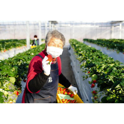 【ふるさと納税】『葛生農場』栃木の新品種『とちあいか』(260g×2パック)【配送不可地域：離島】【1642092】 サムネイル2