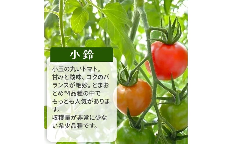 【ふるさと納税】栃木県 鹿沼産 高糖度 フルーツトマト ”とまおとめ” 人気No.1品種 【小鈴】 1kg野菜 ※2025年12月下旬～2026年6月上旬頃に順次発送予定 - 画像3