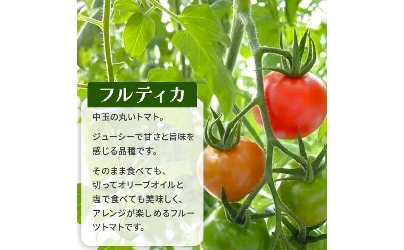 【ふるさと納税】栃木県 鹿沼産 高糖度 フルーツトマト ”とまおとめ” フルティカ 1kg ｜ 野菜 トマト 濃厚 カキヌマファーム とまおとめ フルティカ 濃厚 甘み 旨み 入手困難 贈り物 栃木県 鹿沼市 ※2025年12月下旬～2026年6月上旬頃に順次発送予定 - 画像3