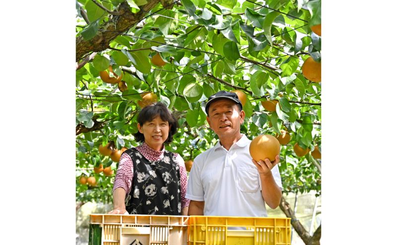 【ふるさと納税】【先行予約】梨(にっこり) 2玉入り×1箱 (内容量1玉900g以上) ※2025年10月上旬～11月下旬頃に順次発送予定 サムネイル3