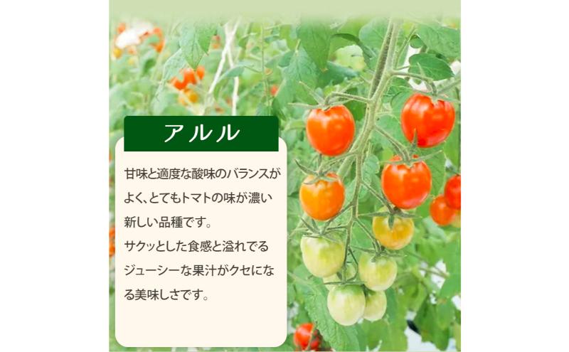 【ふるさと納税】栃木県 鹿沼産 高糖度 フルーツトマト ”とまおとめ” アルル 1kg ｜ 野菜 トマト 濃厚 カキヌマファーム とまおとめ フルティカ 濃厚 甘み 旨み 入手困難 贈り物 栃木県 鹿沼市 ※2025年12月下旬～2026年6月上旬頃に順次発送予定 - 画像3