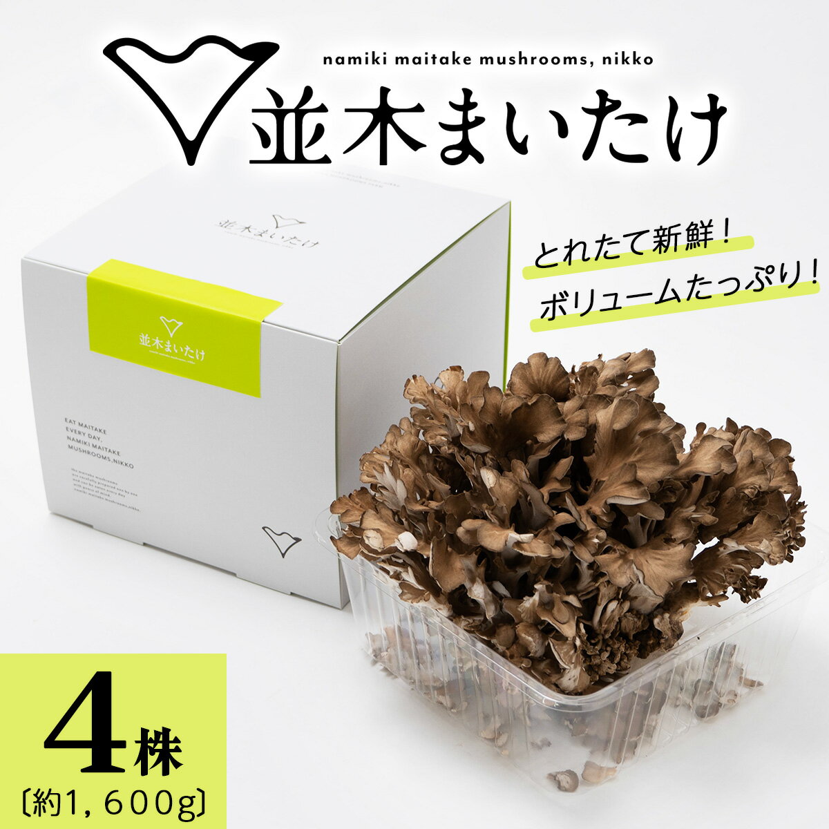 とれたて新鮮！福田きのこ園の『日光並木まいたけ』4株 箱入り (約1600g)｜きのこ マイタケ 舞茸 キノコ 国産 農家直送 日光産 [0325]
