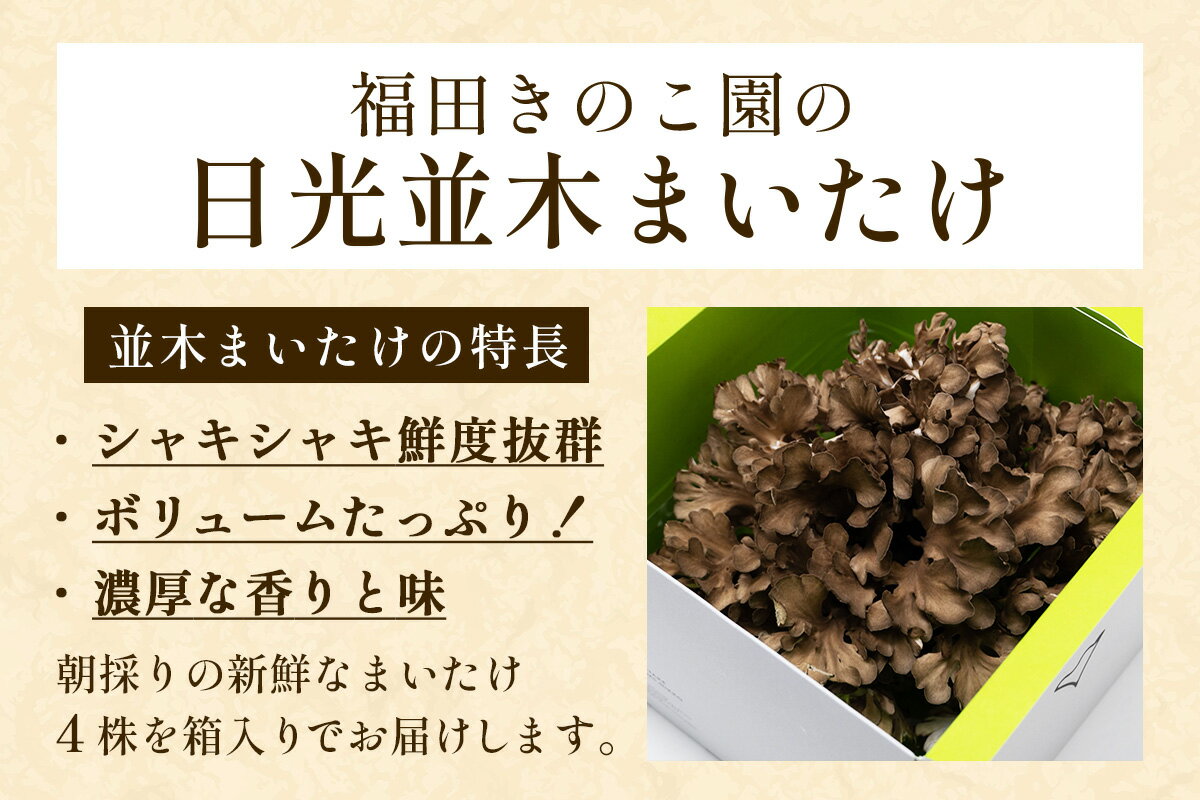 【ふるさと納税】とれたて新鮮！福田きのこ園の『日光並木まいたけ』4株 箱入り (約1600g)｜きのこ マイタケ 舞茸 キノコ 国産 農家直送 日光産 [0325] - 画像2