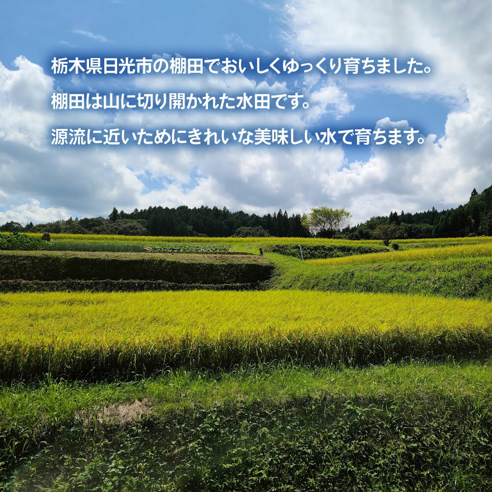【ふるさと納税】[令和7年度産] 日光棚田米「ゆうだい21」5kg｜令和7年度米 数量限定 お米 白米 精米 国産 日光産 産地直送 日光市 八木澤ファーム [0759] - 画像2