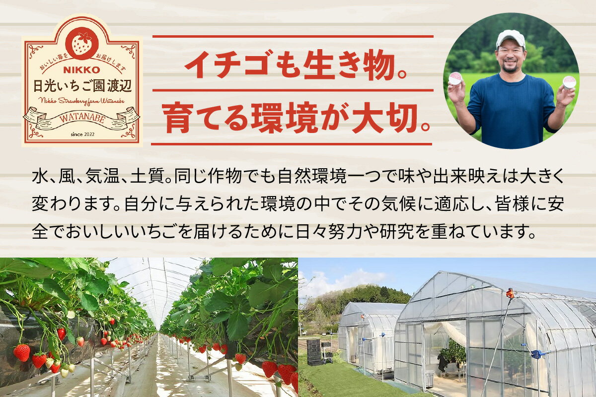 【ふるさと納税】[2026年1月上旬より順次発送] 4種類の「完熟いちご」 食べ比べ！ 日光の自然が育むいちご｜先行予約 期間限定 イチゴ 苺 フルーツ とちおとめ とちあいか スカイベリー ミルキーベリー 果物 産地直送 日光産 栃木県産 [0651-0653] サムネイル2