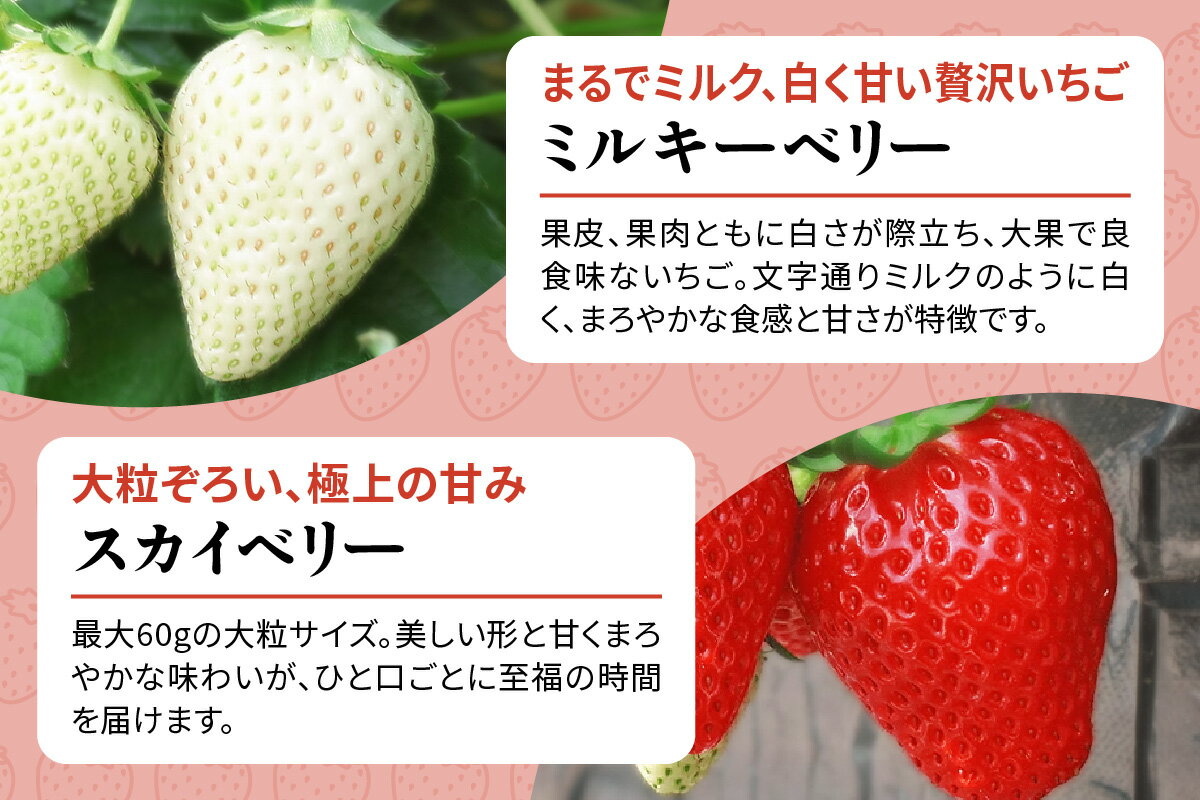 【ふるさと納税】[2026年1月上旬より順次発送] 4種類の「完熟いちご」 食べ比べ！ 日光の自然が育むいちご｜先行予約 期間限定 イチゴ 苺 フルーツ とちおとめ とちあいか スカイベリー ミルキーベリー 果物 産地直送 日光産 栃木県産 [0651-0653] サムネイル3