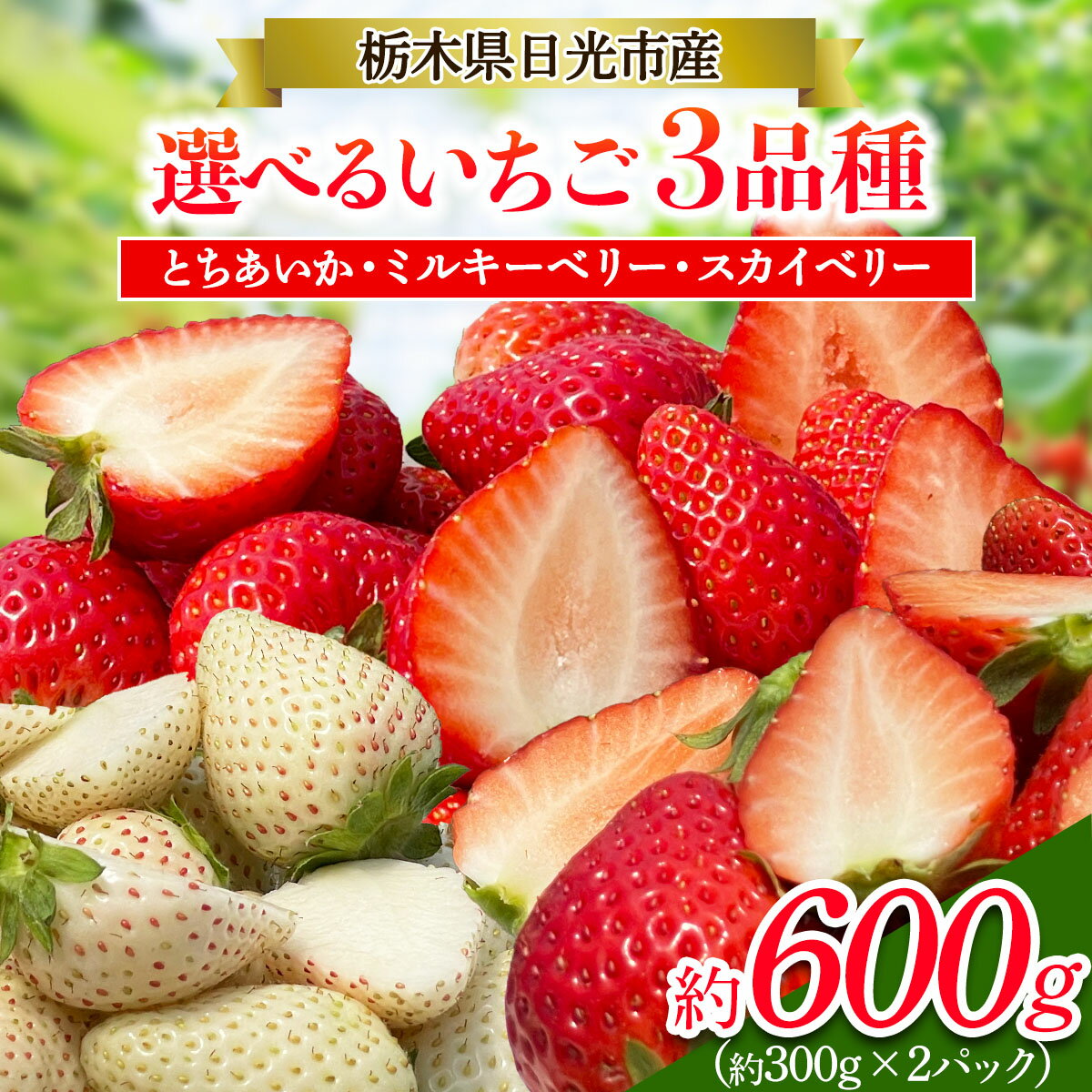 [先行予約] いちご 2パック 「とちあいか／スカイベリー／ミルキーベリー」計約600g [2026年1月中旬から順次発送]｜とちあいか スカイベリー ミルキーベリー イチゴ 苺 果物 フルーツ 日光産 栃木県産 期間限定 数量限定 [0673-0676]