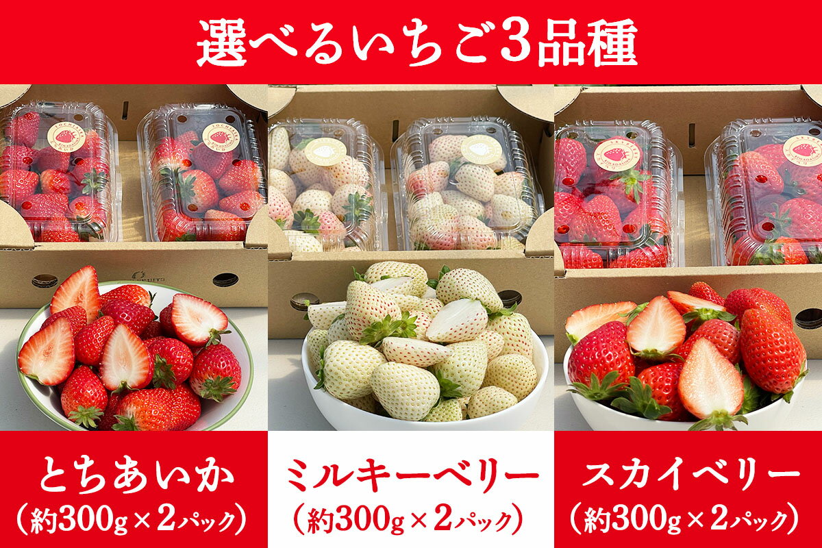 【ふるさと納税】[先行予約] いちご 2パック 「とちあいか／スカイベリー／ミルキーベリー」計約600g [2026年1月中旬から順次発送]｜とちあいか スカイベリー ミルキーベリー イチゴ 苺 果物 フルーツ 日光産 栃木県産 期間限定 数量限定 [0673-0676] サムネイル2
